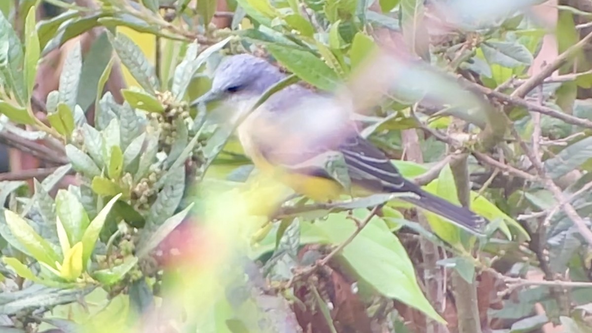 Tropical Kingbird - ML646145495
