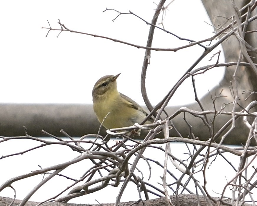 歐亞柳鶯 - ML646145516