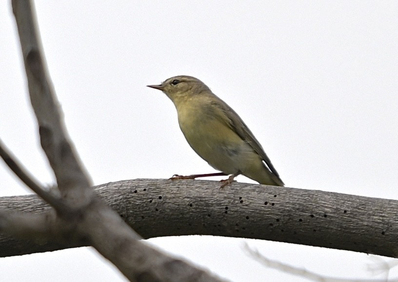 歐亞柳鶯 - ML646145518