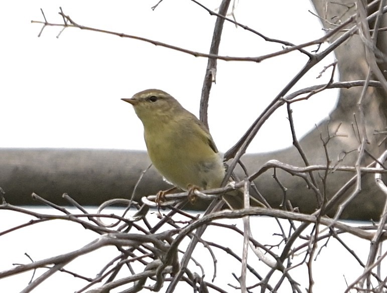 歐亞柳鶯 - ML646145520