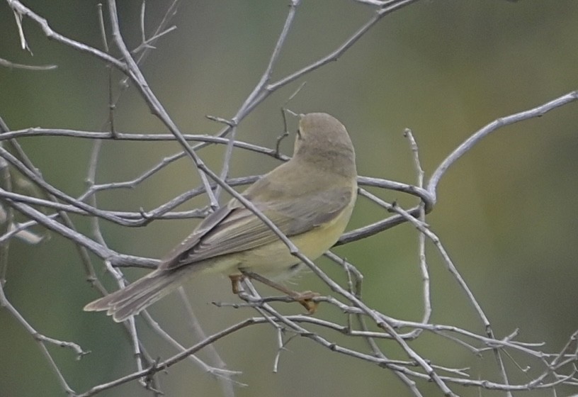 歐亞柳鶯 - ML646145521