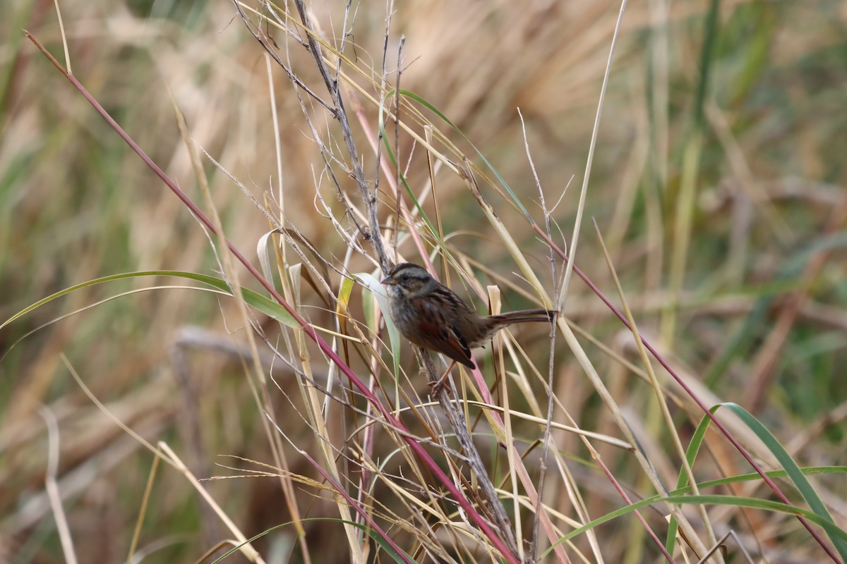 Swamp Sparrow - ML646145525