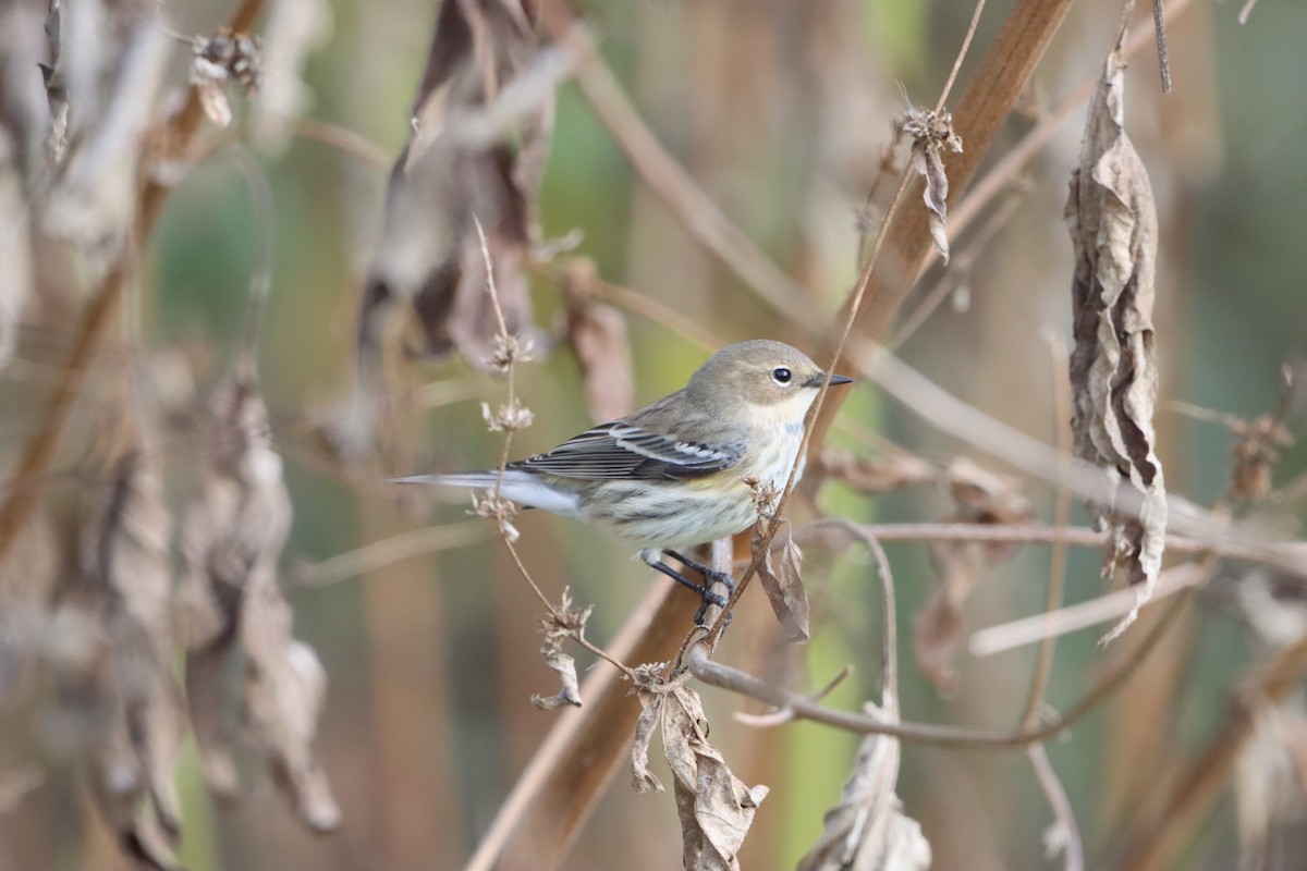 Yellow-rumped Warbler (Myrtle) - ML646145531