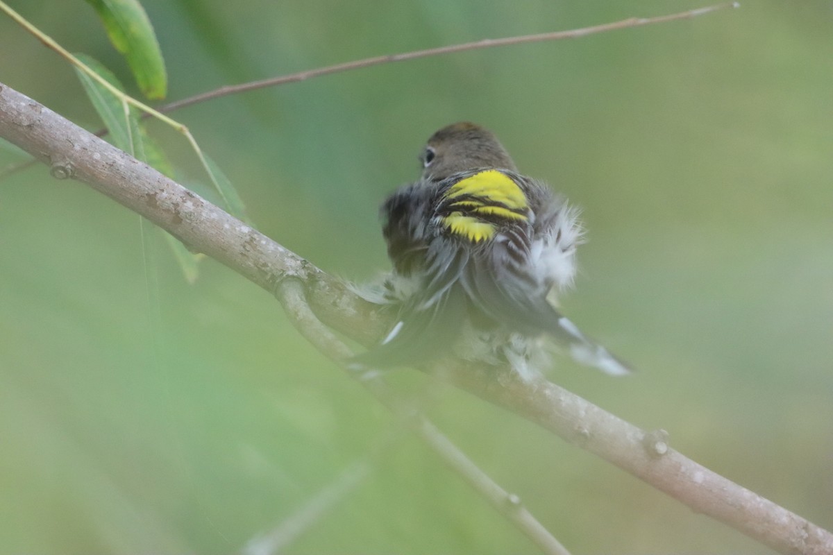 Yellow-rumped Warbler (Myrtle) - ML646145532