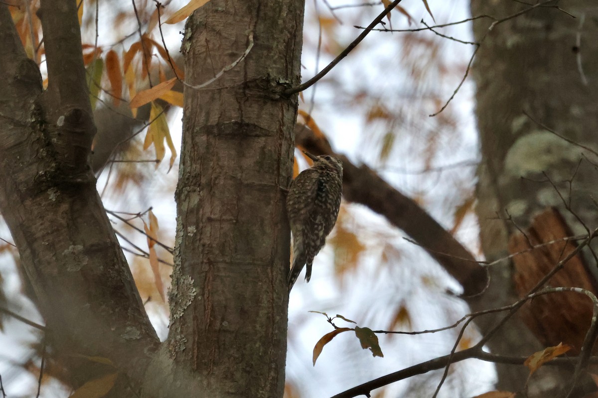 Yellow-bellied Sapsucker - ML646145533