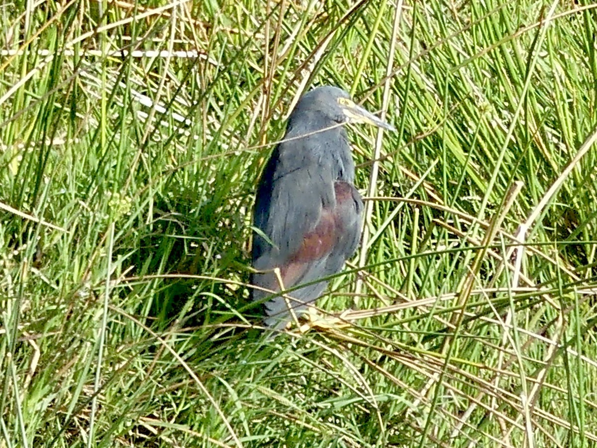 Рыжебрюхая цапля - ML646145536