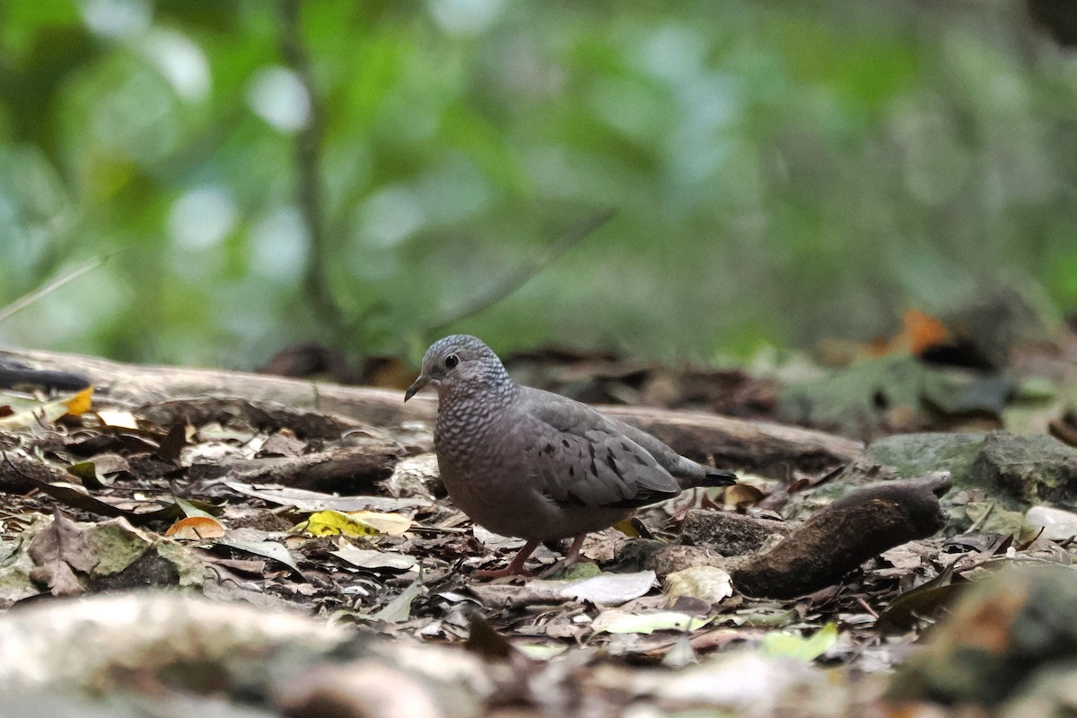 Common Ground Dove - ML646145549