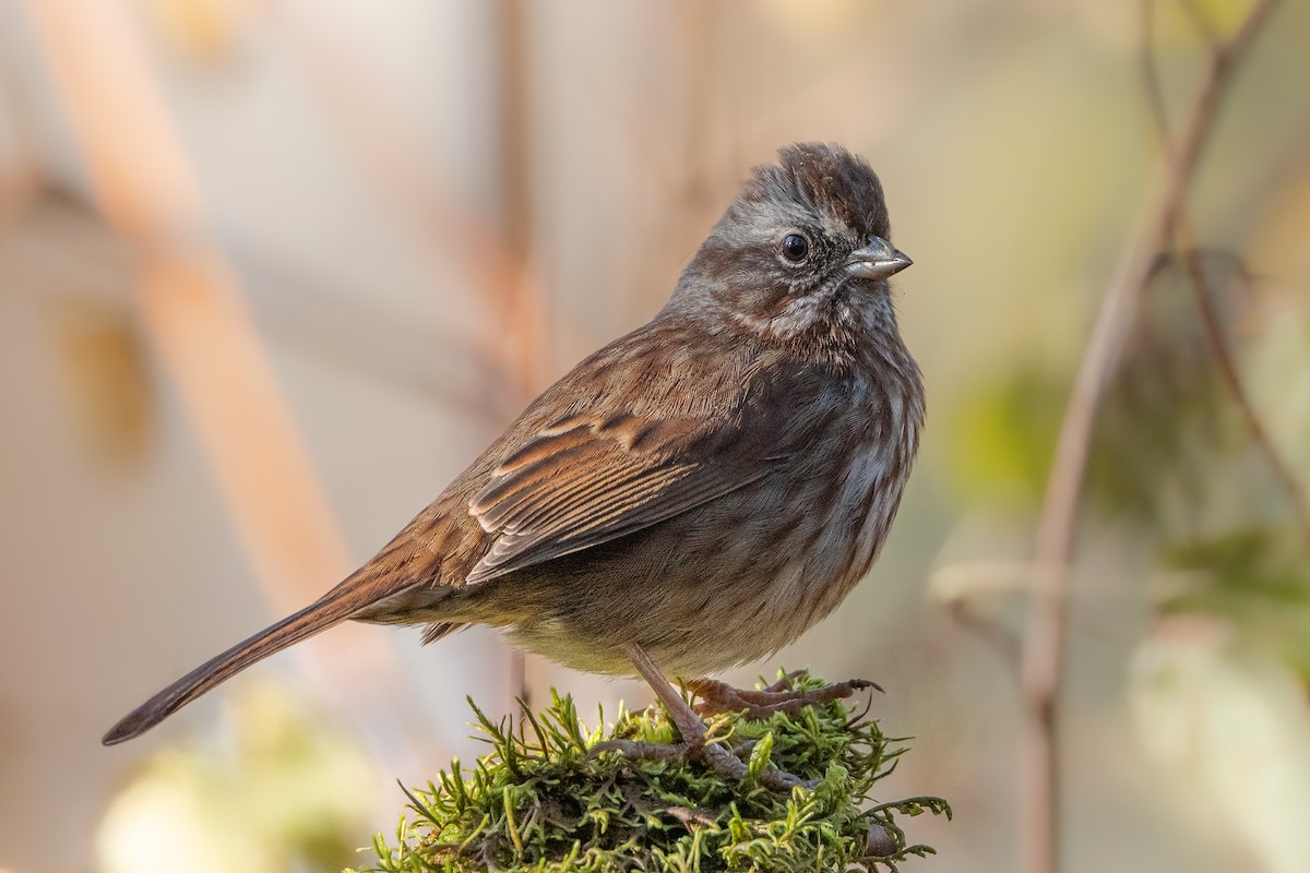 Певчая овсянка - ML646145552