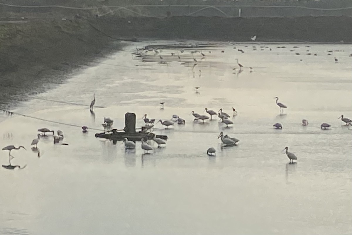 kolpík malý - ML646145569