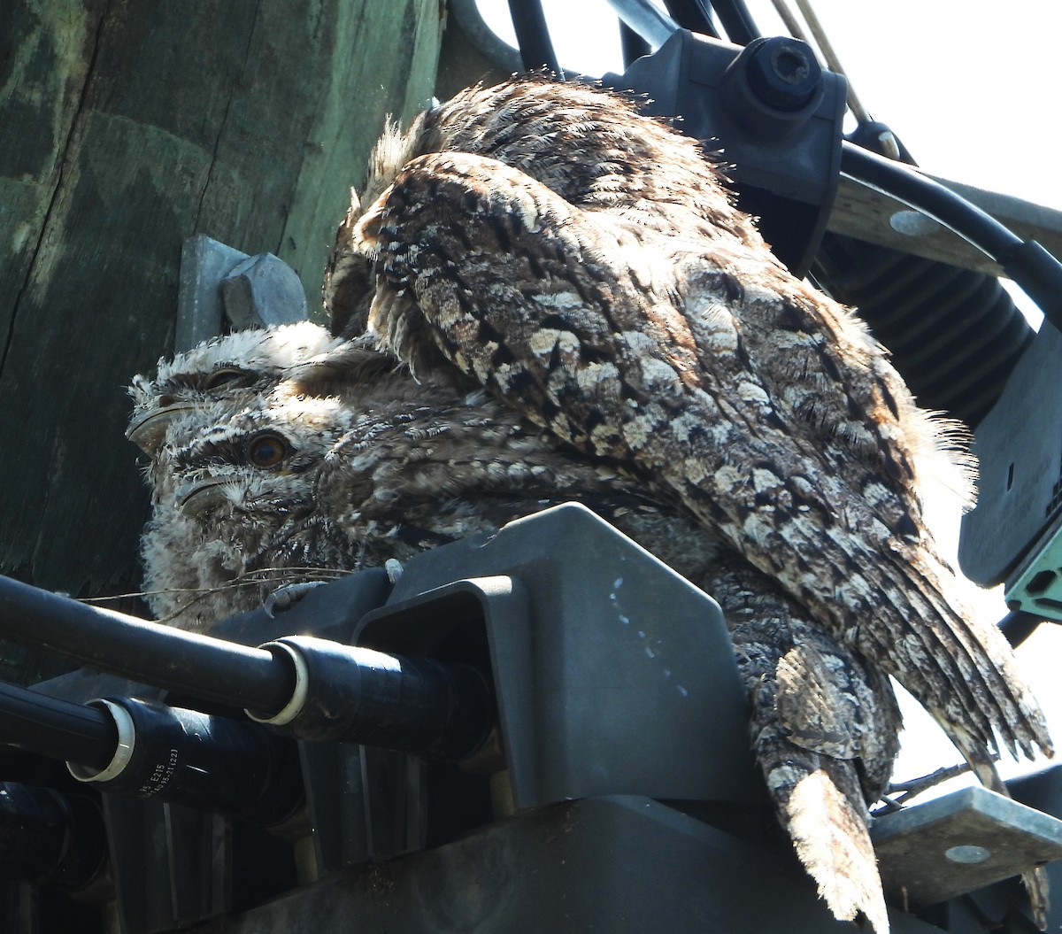 Tawny Frogmouth - ML646145573