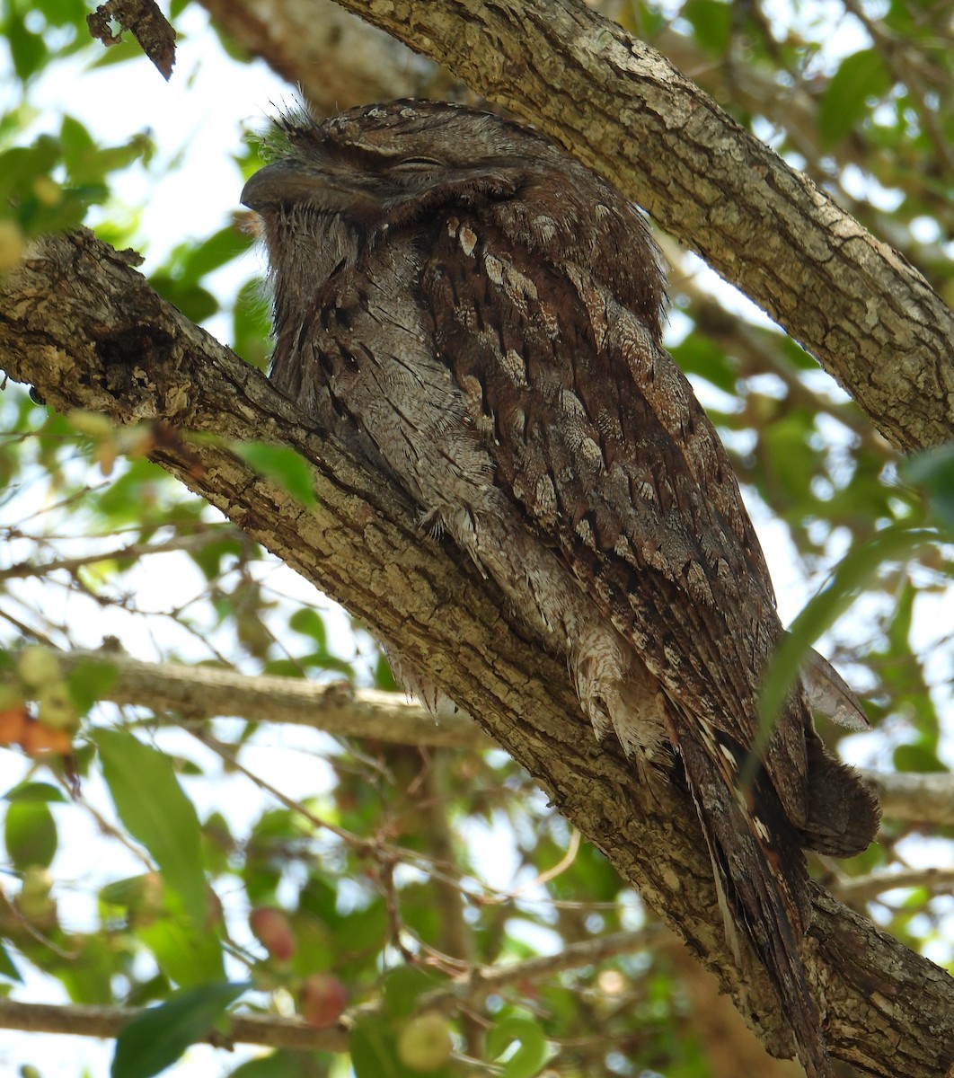 Tawny Frogmouth - ML646145575