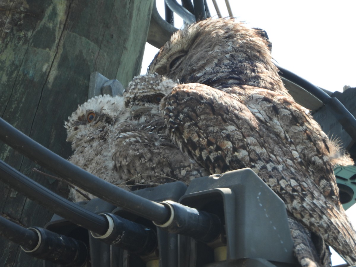 Tawny Frogmouth - ML646145576