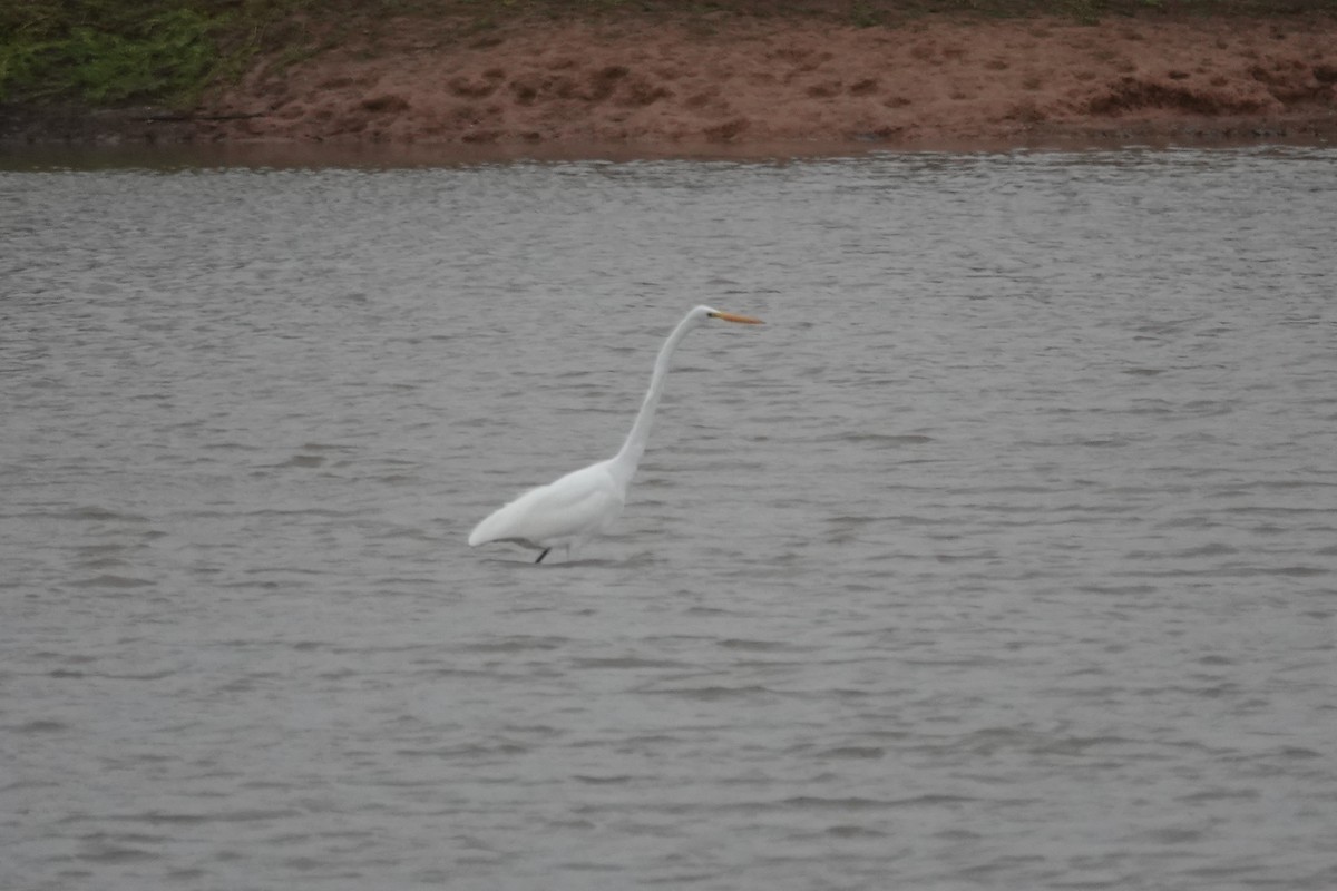 volavka bílá - ML646145578