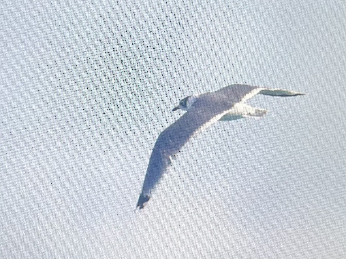 Franklin's Gull - ML646145580