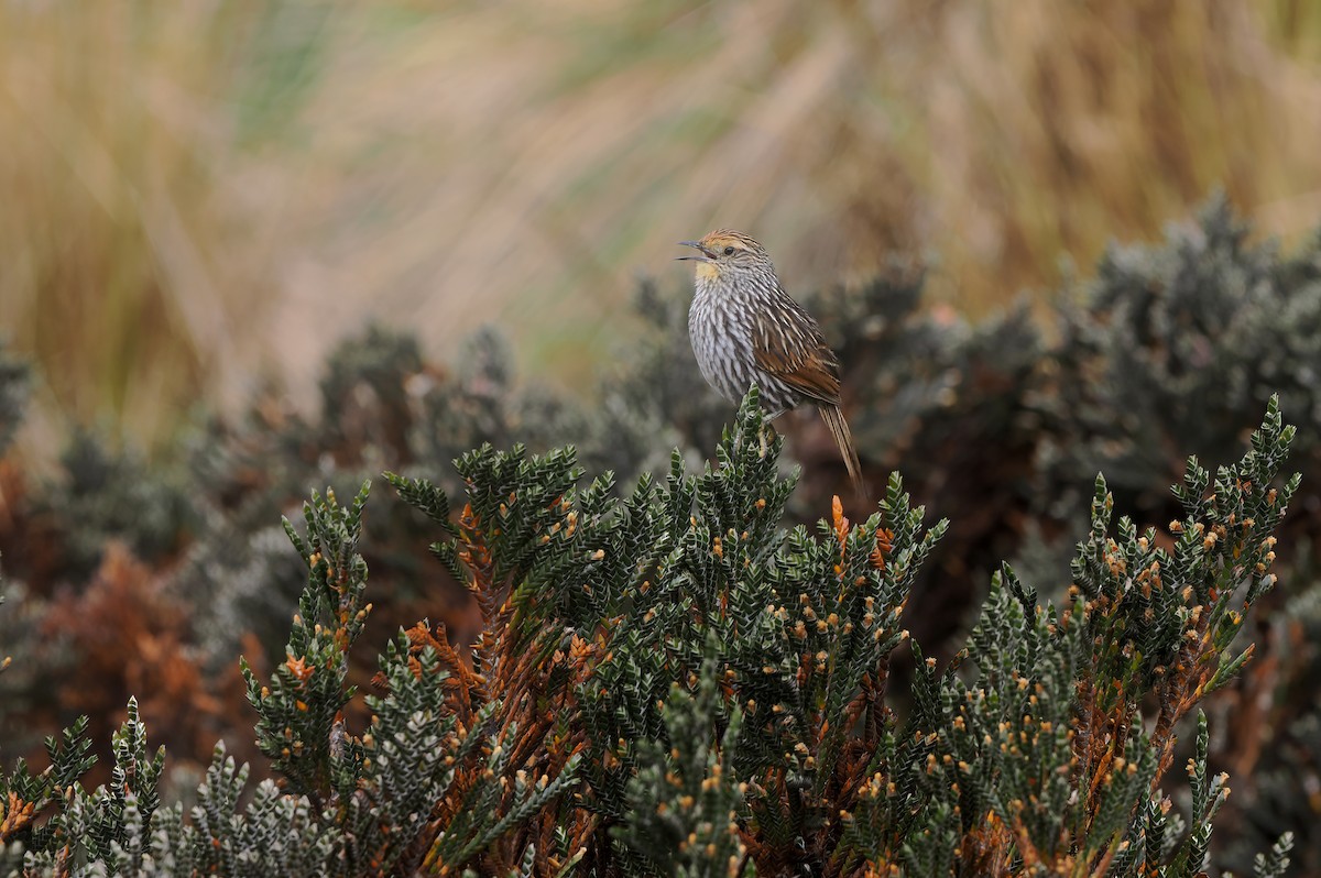 Many-striped Canastero - ML646145581