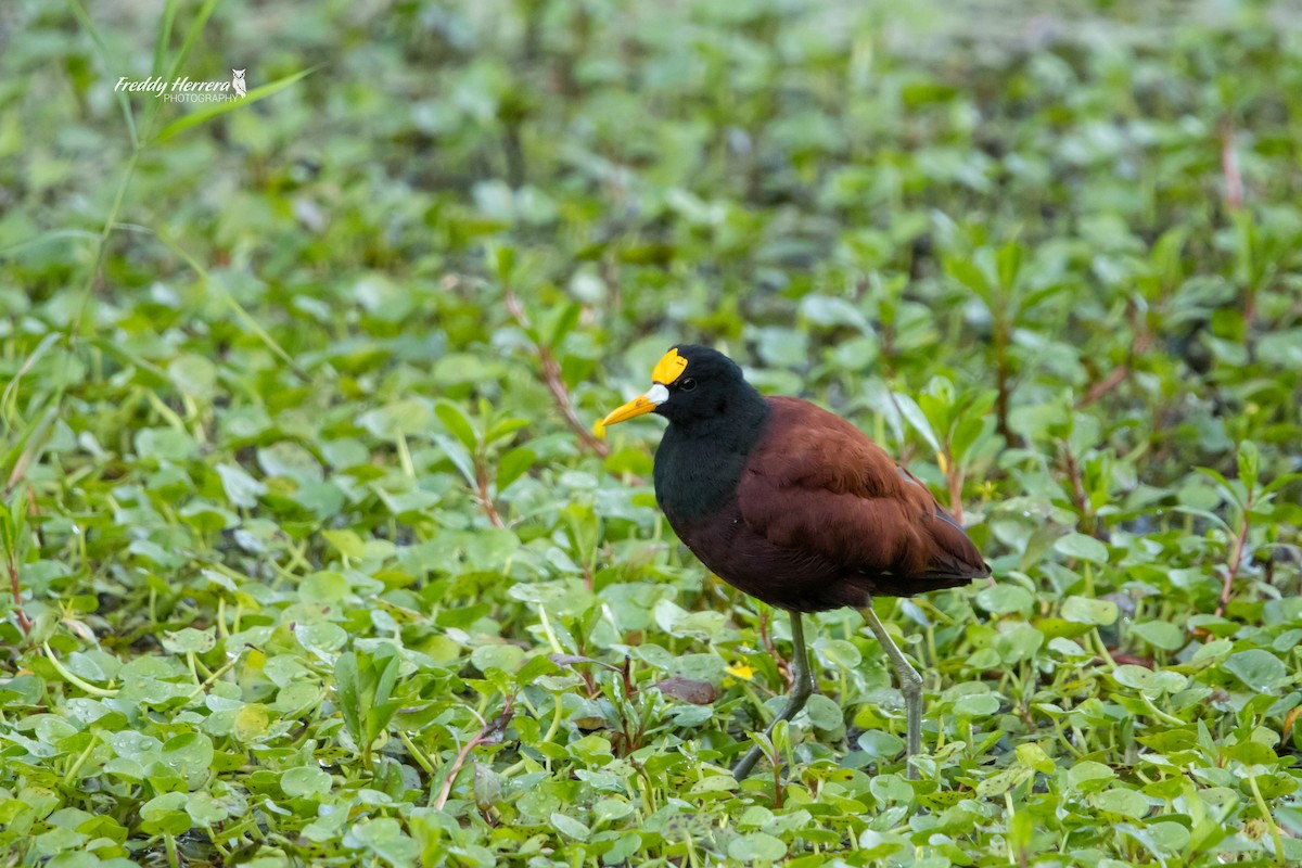 Northern Jacana - ML646145582