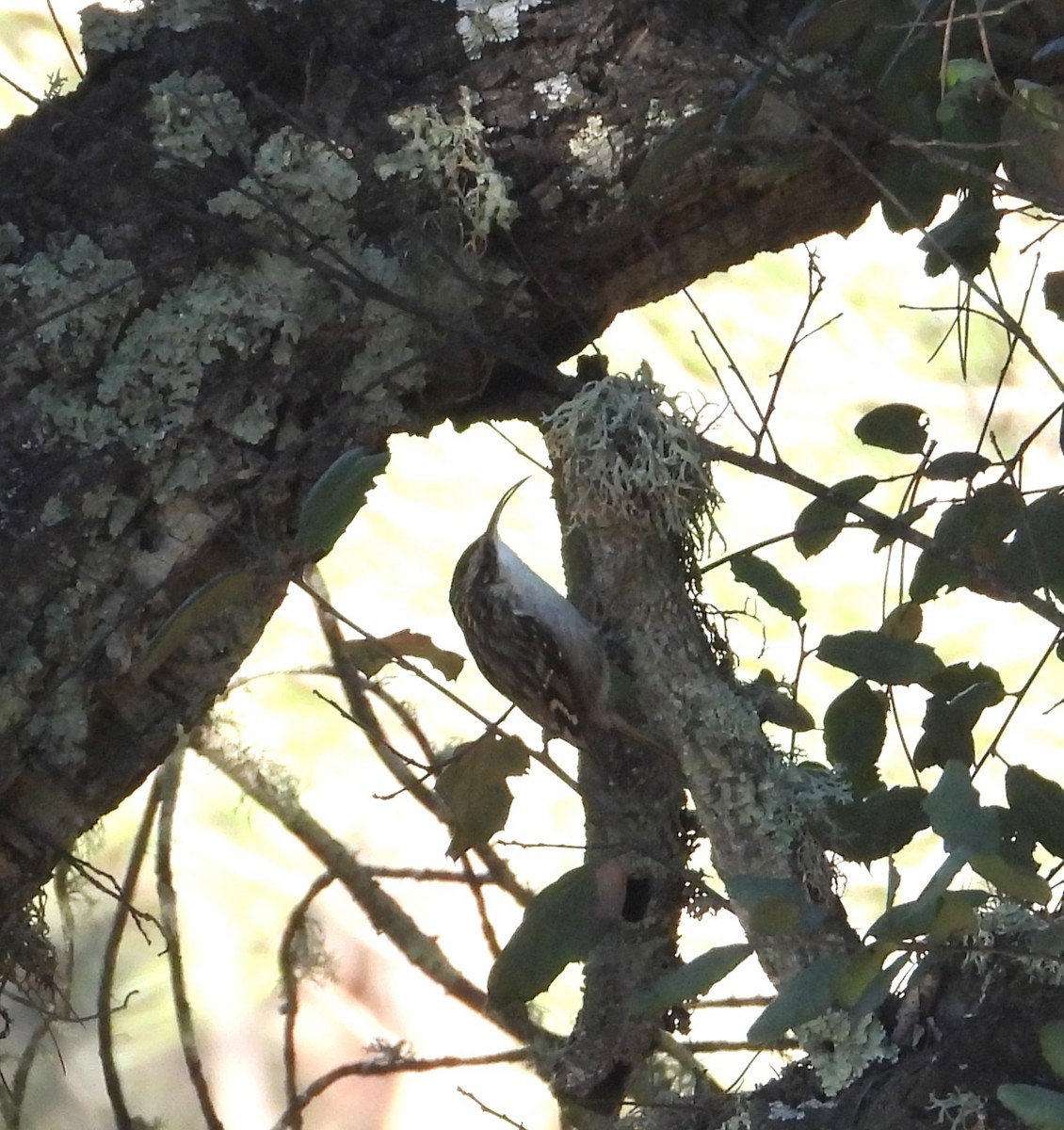 Short-toed Treecreeper - ML646145583
