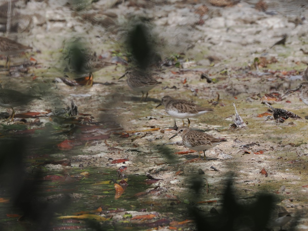 Least Sandpiper - ML646145584