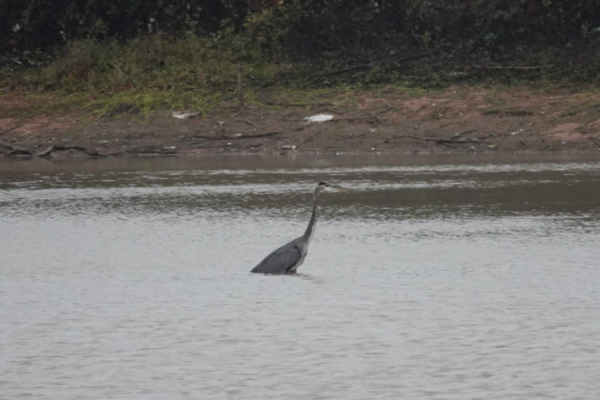 Great Blue Heron - ML646145593