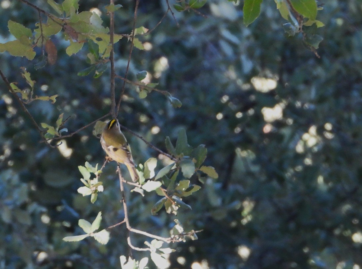 Goldcrest - ML646145600
