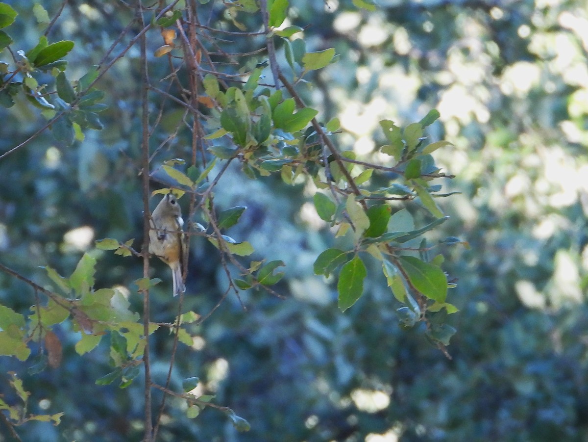 Goldcrest - ML646145601