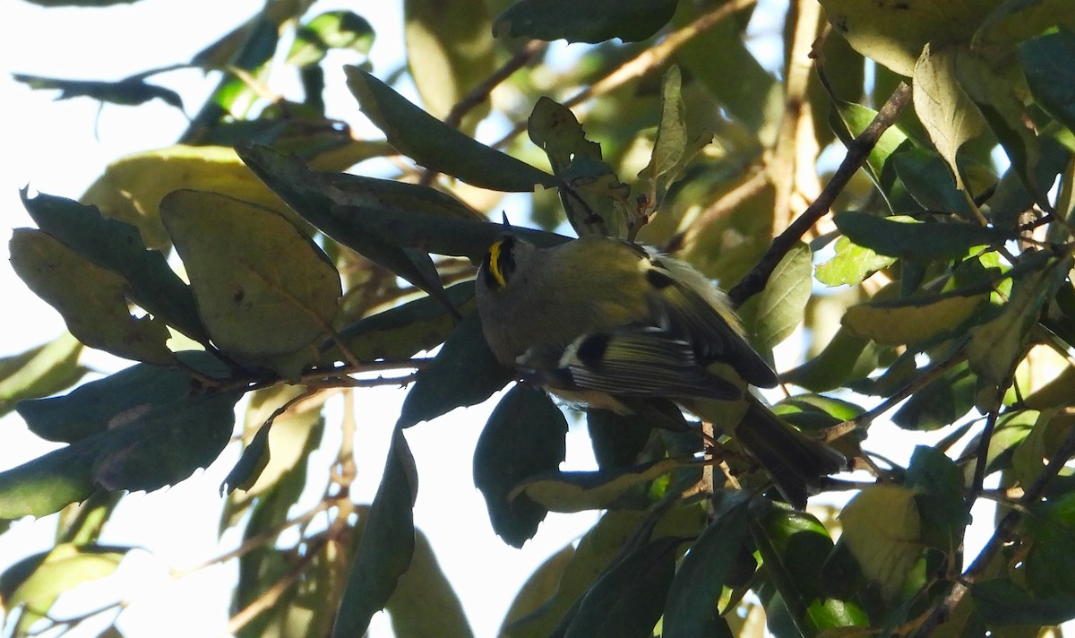 Goldcrest - ML646145602