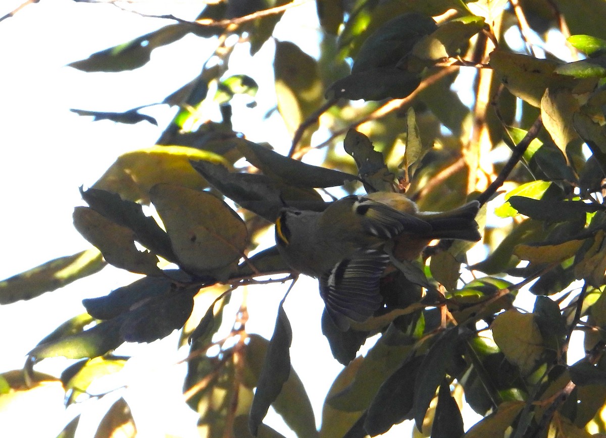 Goldcrest - ML646145603