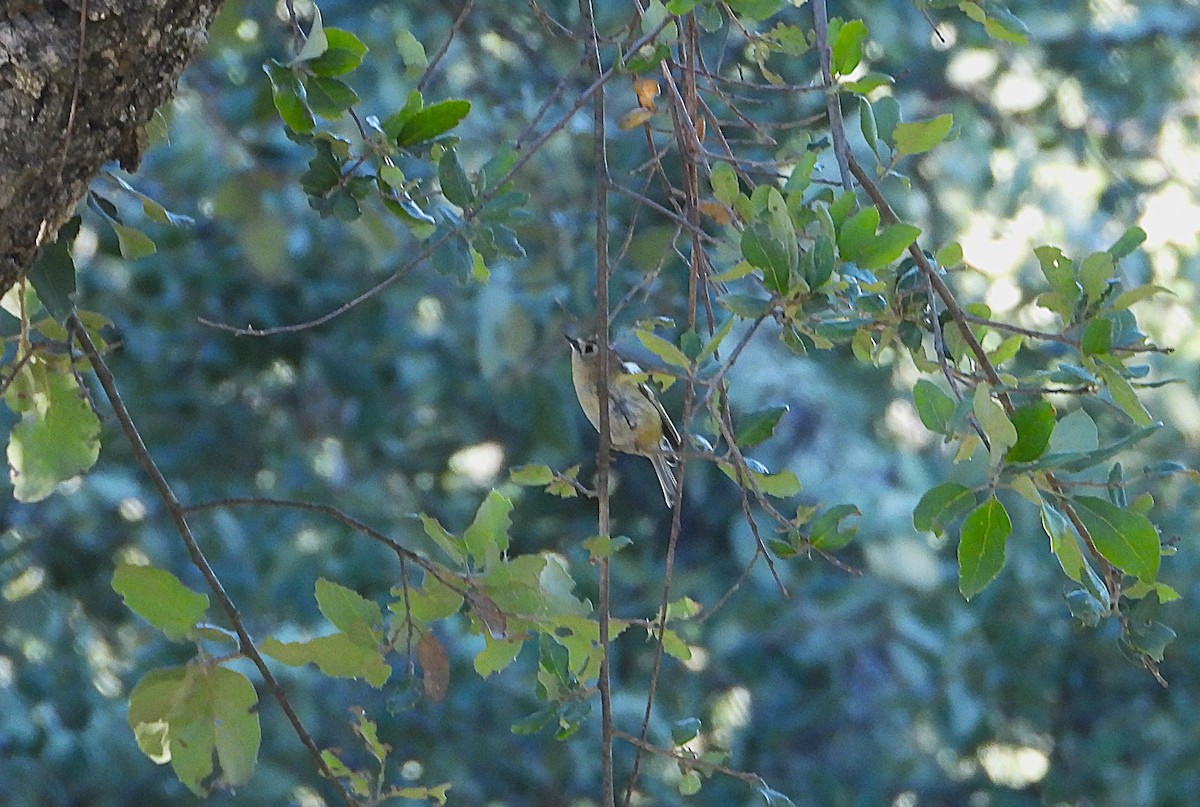 Goldcrest - ML646145604