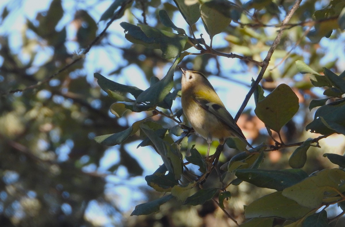 Goldcrest - ML646145605