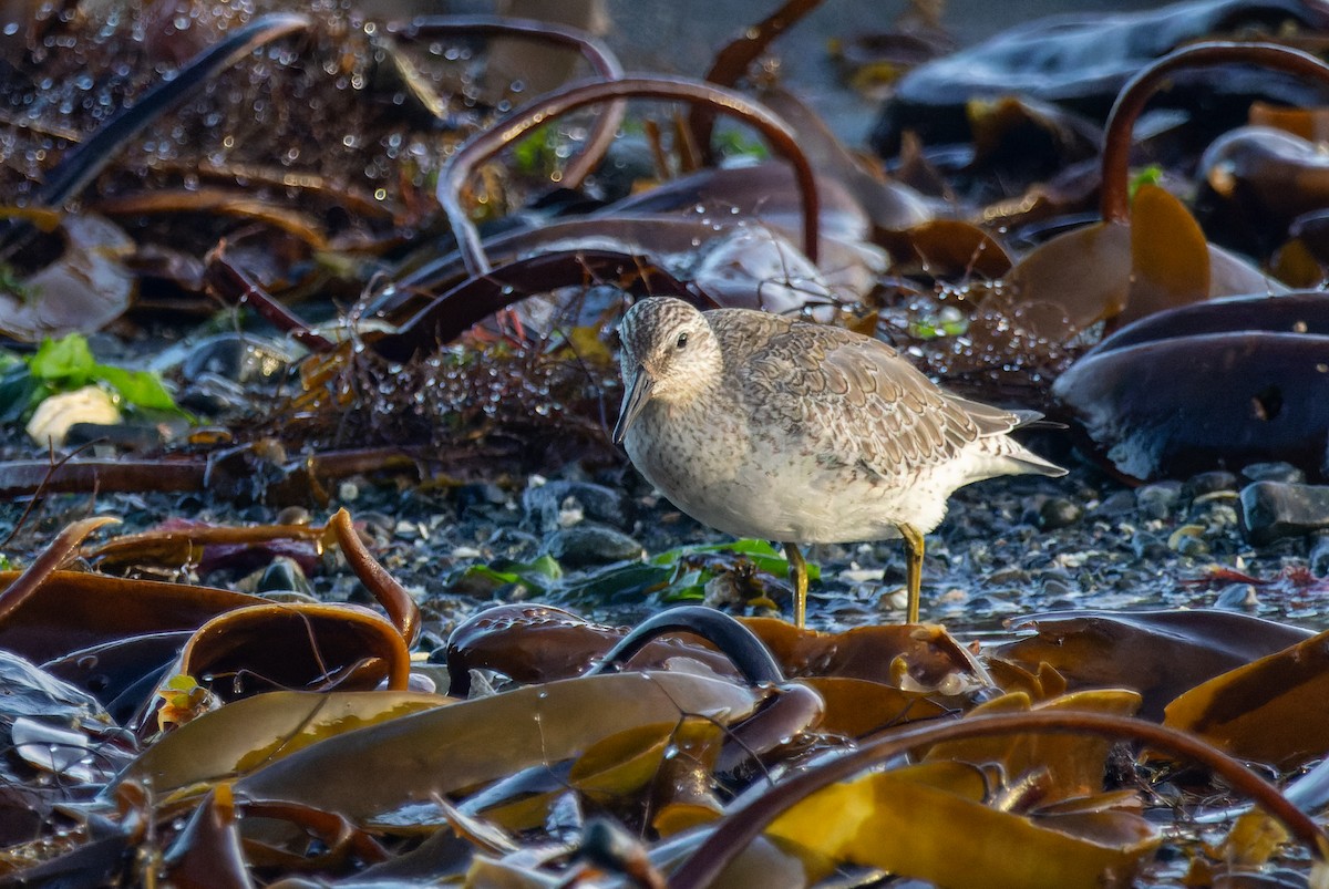 Red Knot - ML646145623