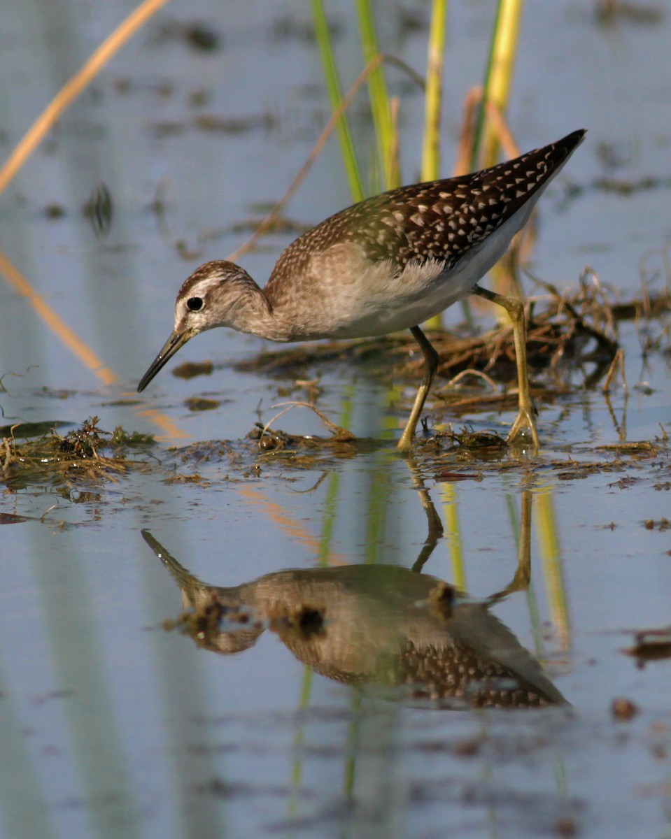 vodouš bahenní - ML646145624