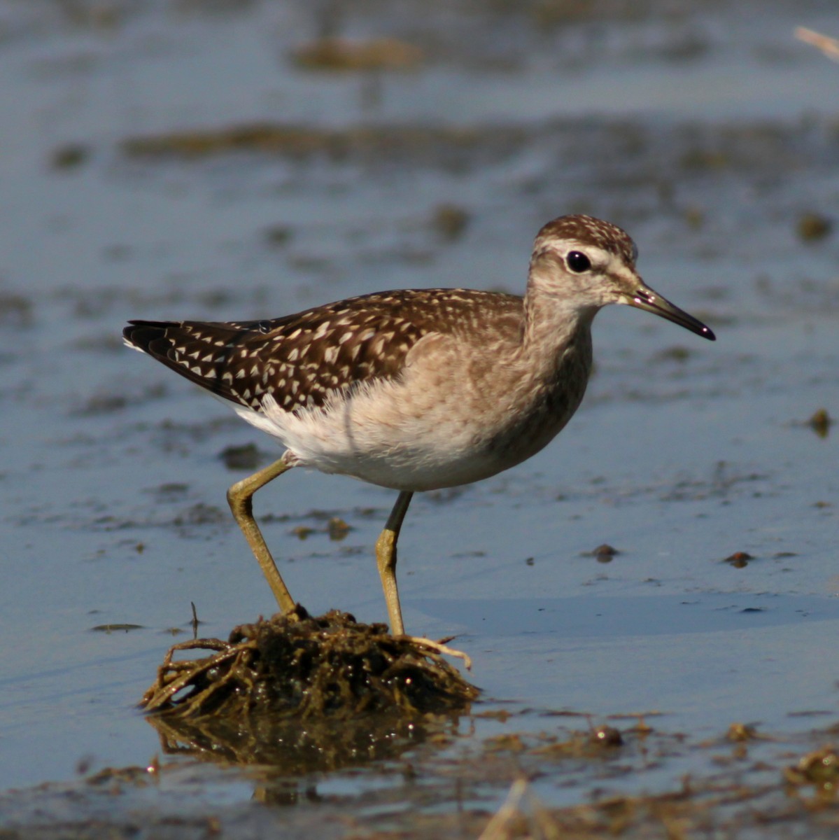 vodouš bahenní - ML646145625