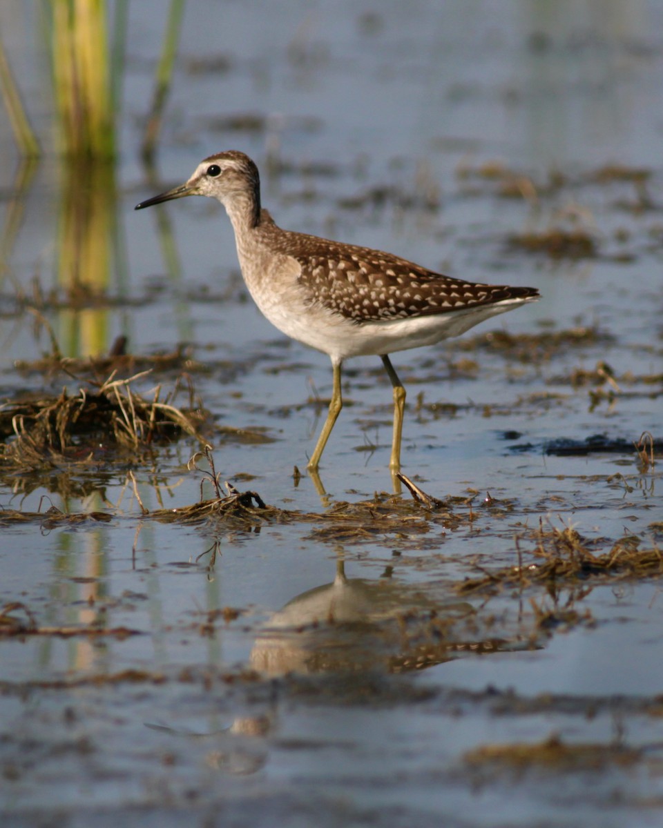 vodouš bahenní - ML646145626