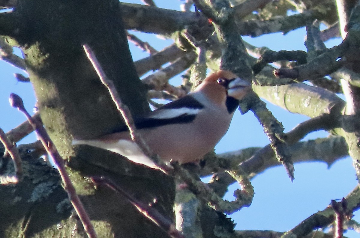 Hawfinch - ML646145628