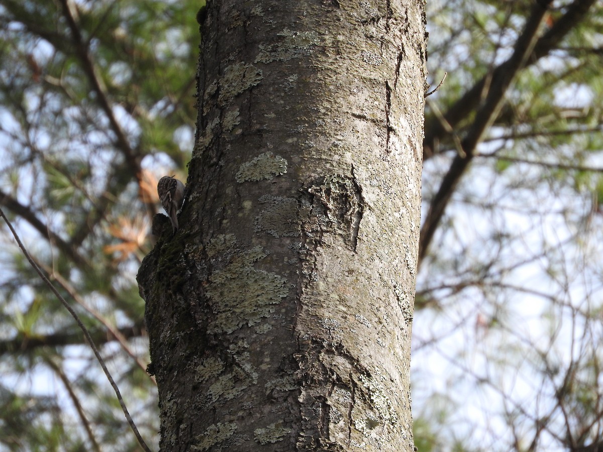 Brown Creeper - ML646145632