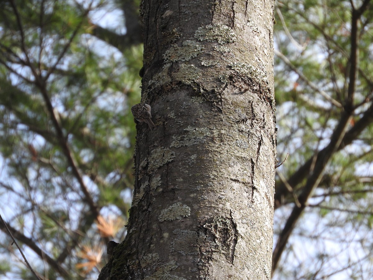 Brown Creeper - ML646145633