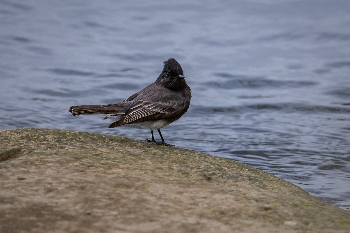 Black Phoebe - ML646145637