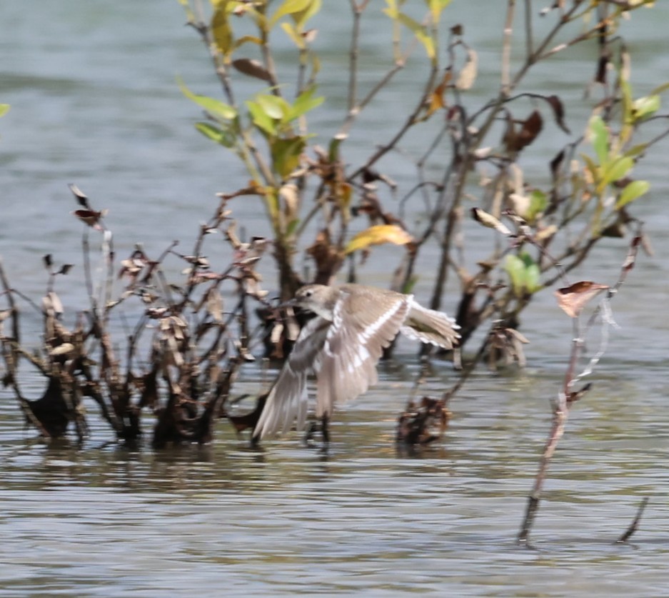 Common Sandpiper - ML646145638