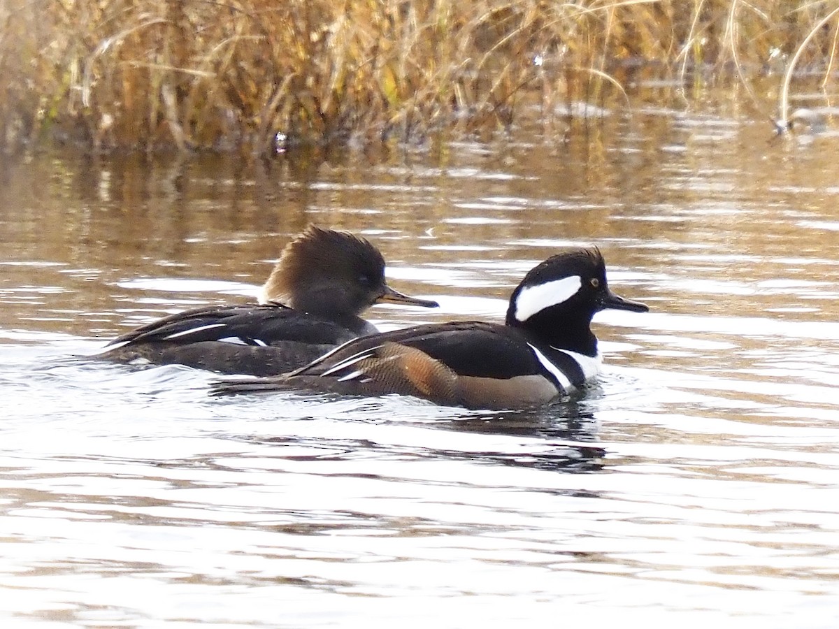 Hooded Merganser - ML646145640