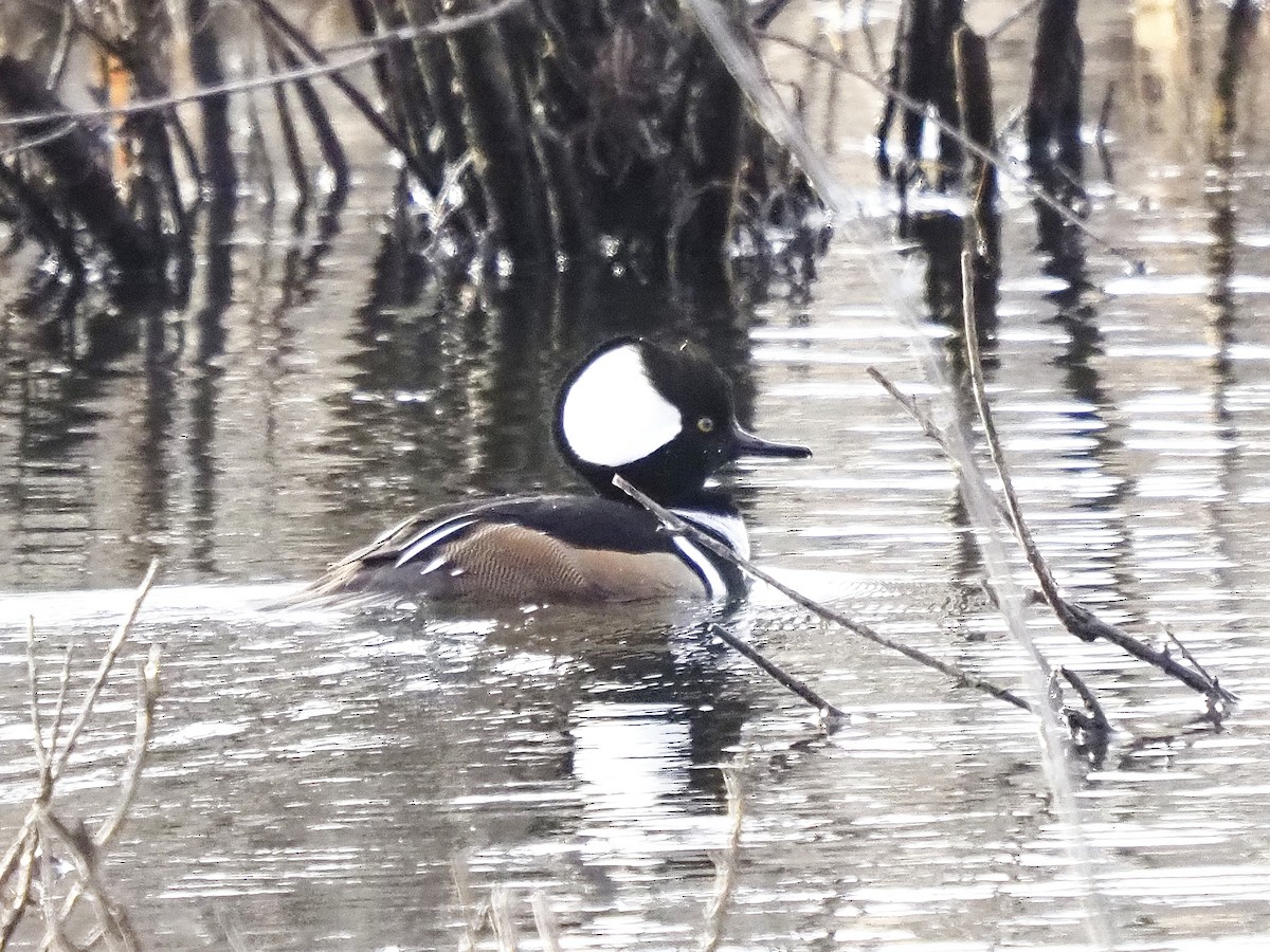 Hooded Merganser - ML646145641