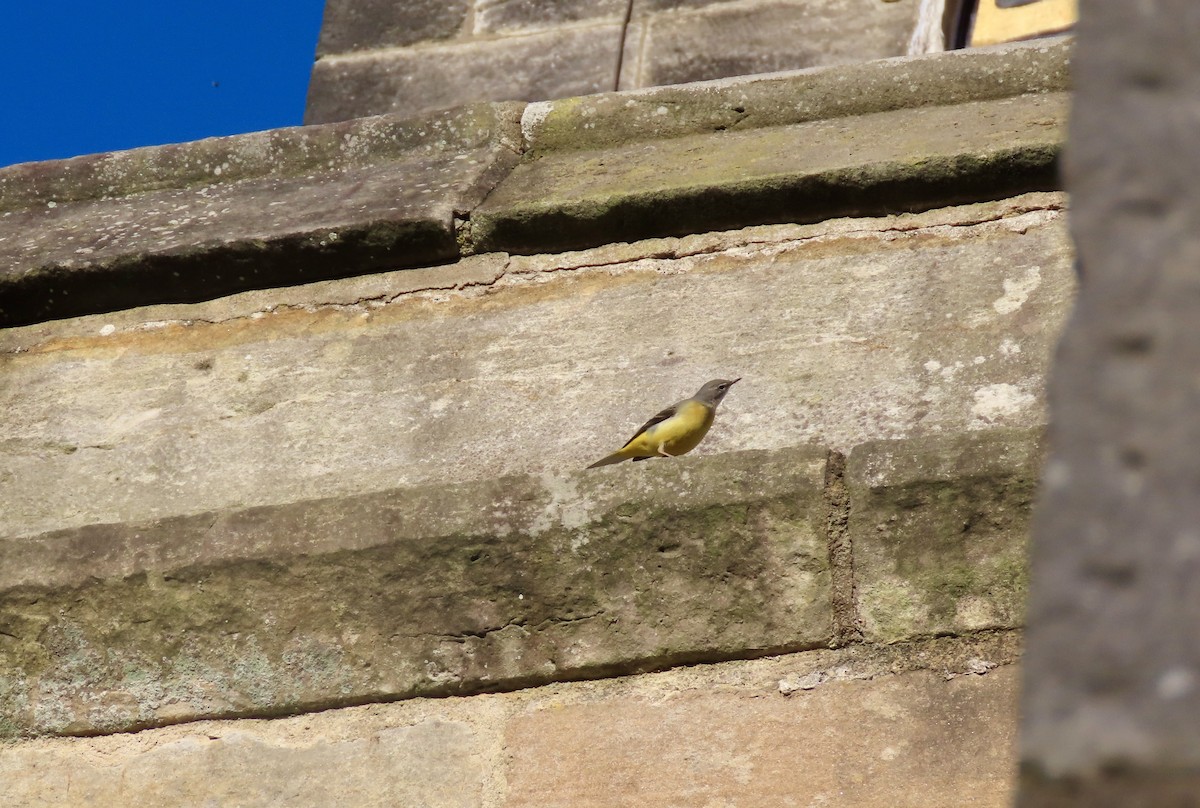Gray Wagtail - ML646145642