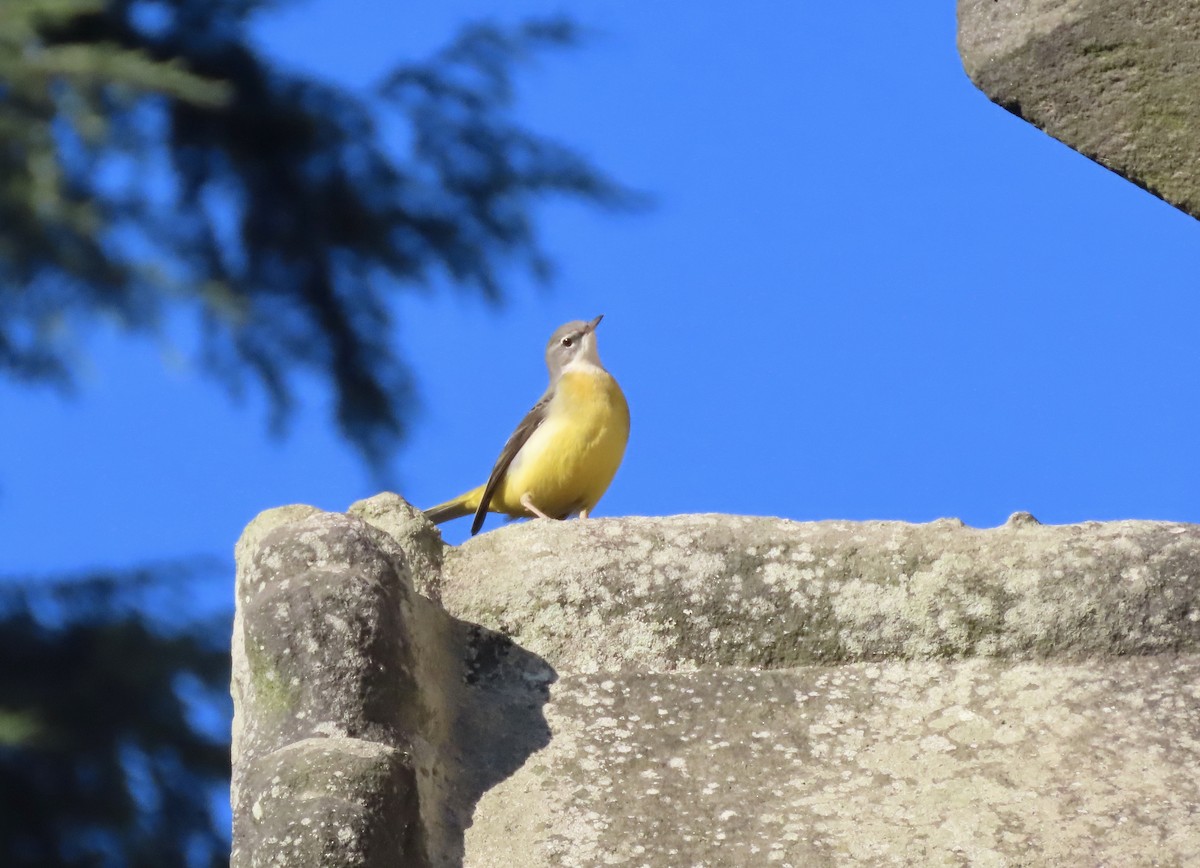 Gray Wagtail - ML646145643