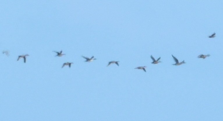 Northern Pintail - ML646145644