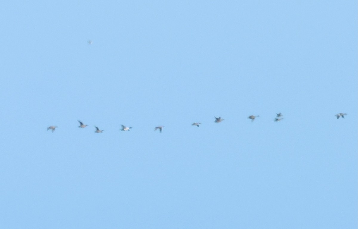 Northern Pintail - ML646145646