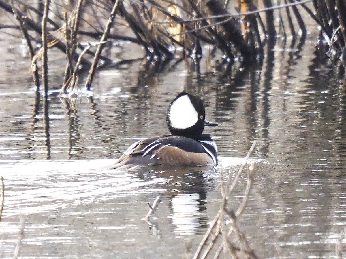Hooded Merganser - ML646145648