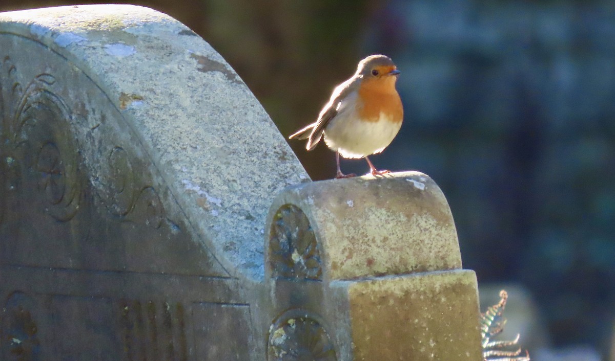 European Robin - ML646145650