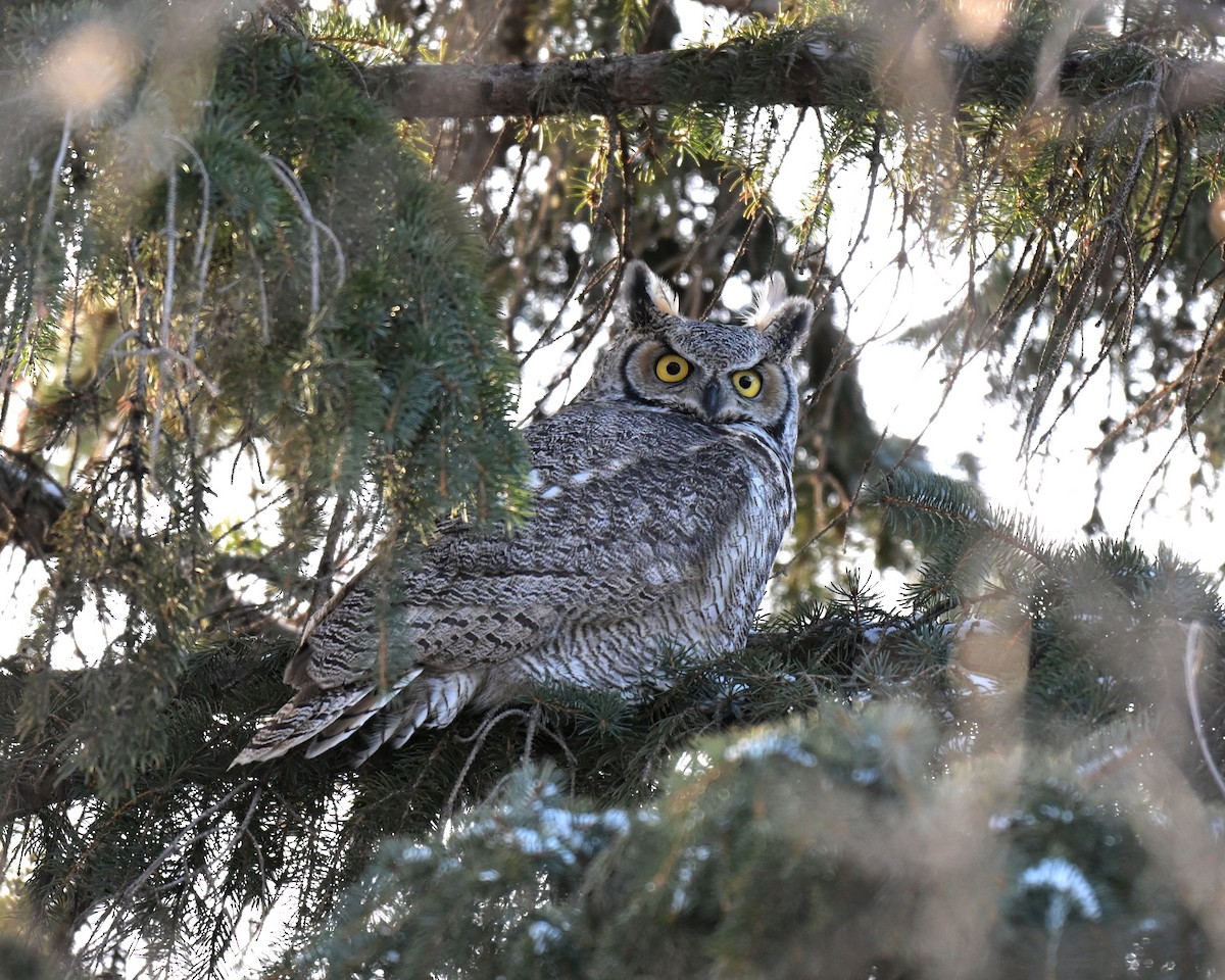 výr virginský - ML646145653