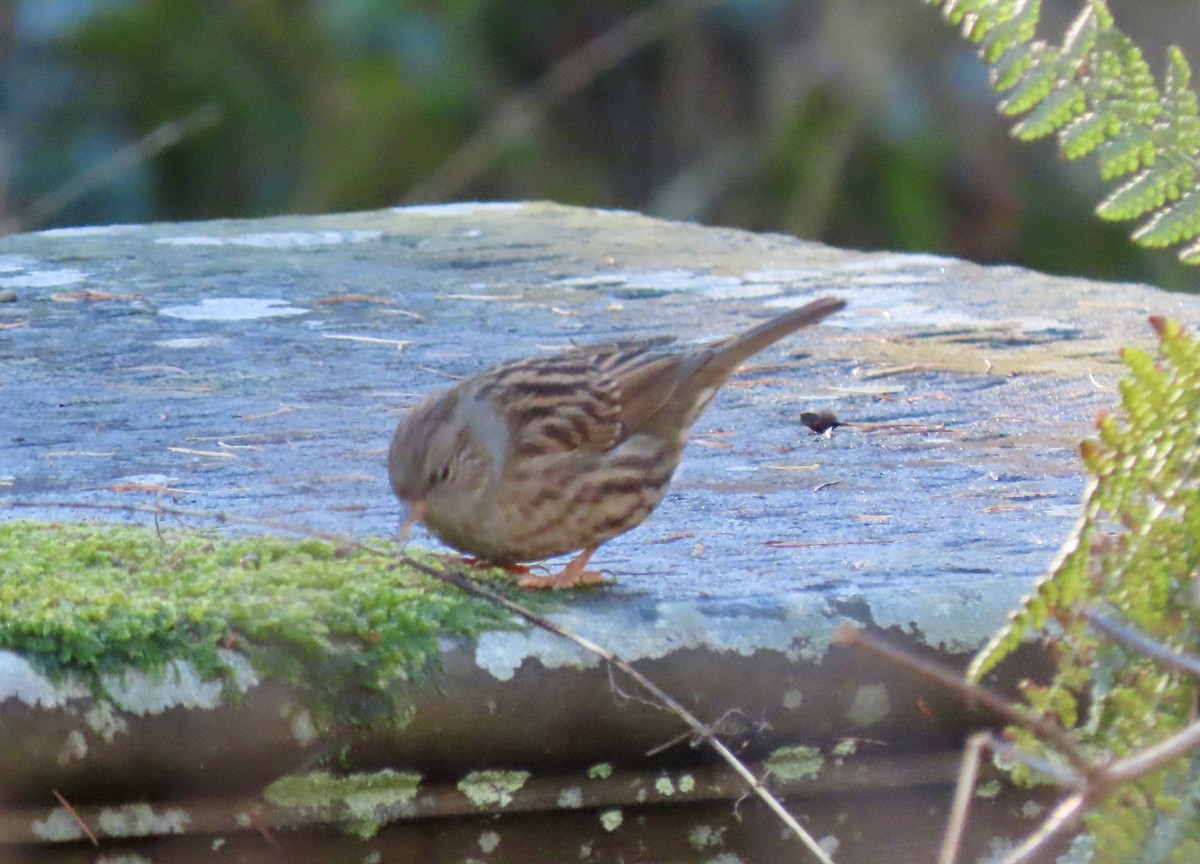 Dunnock - ML646145654