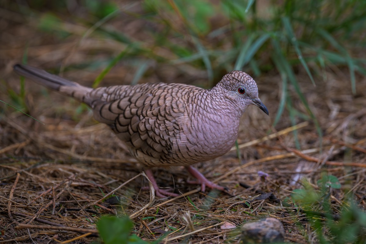 Inca Dove - ML646145657