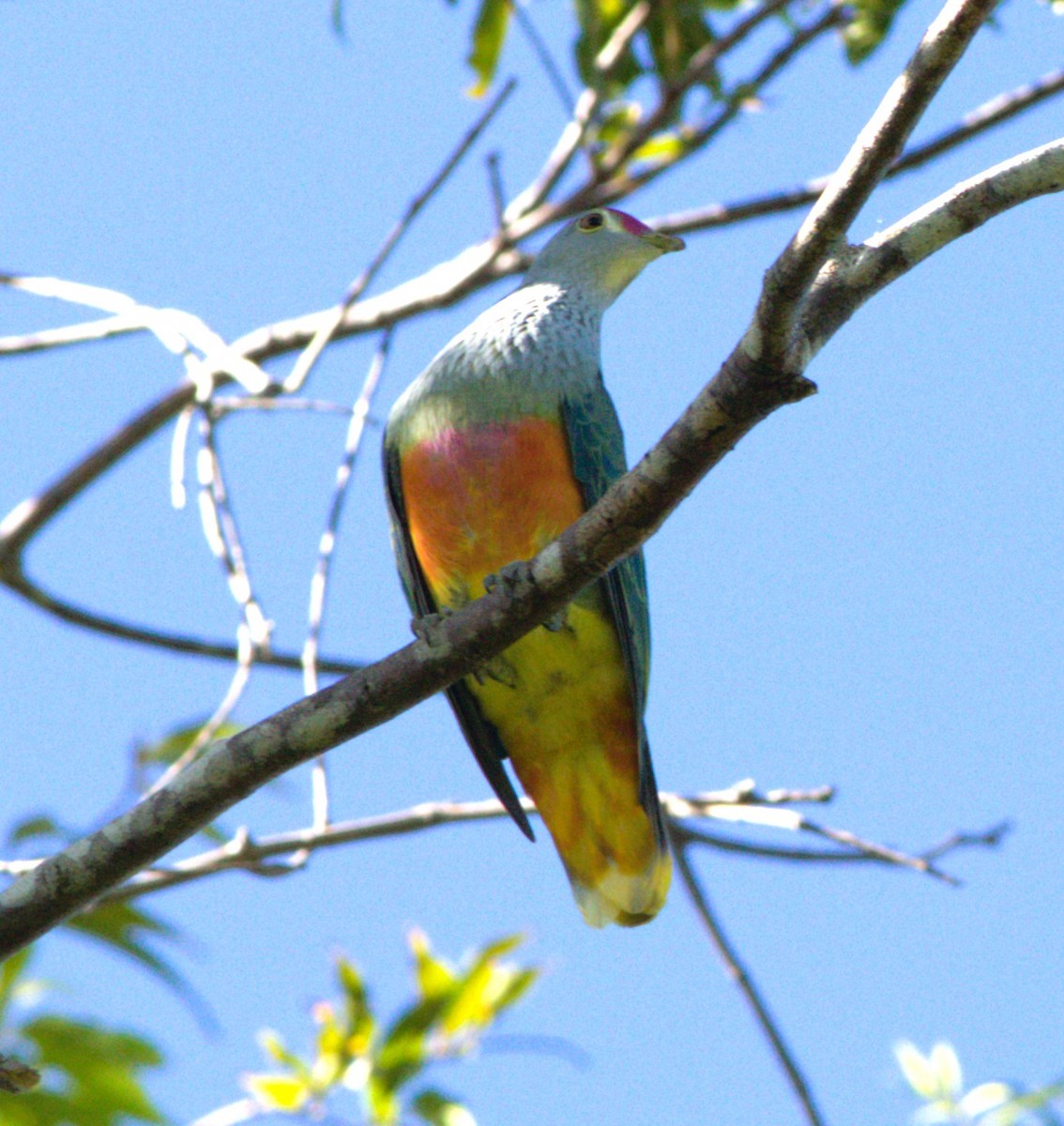 Rose-crowned Fruit-Dove - ML646145658
